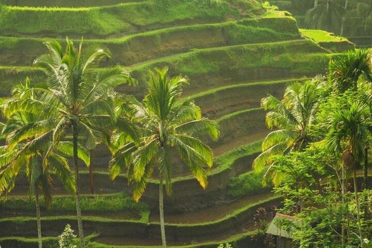 un gruppo di palme in una risaia