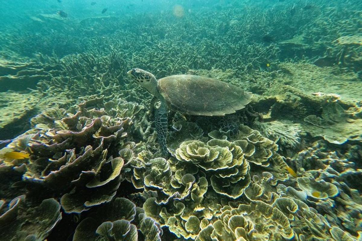 a sea turtle swimming over a coral reef