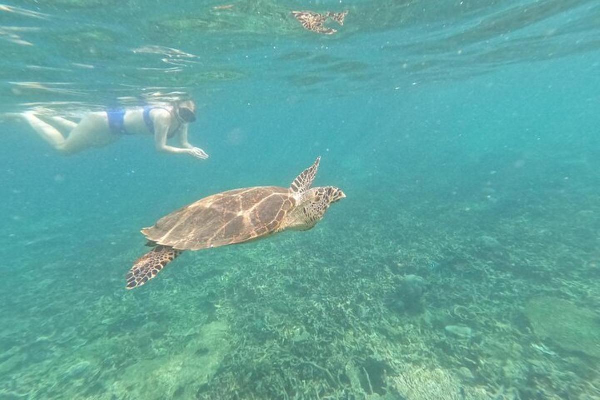 a green sea turtle and a person swimming in the water