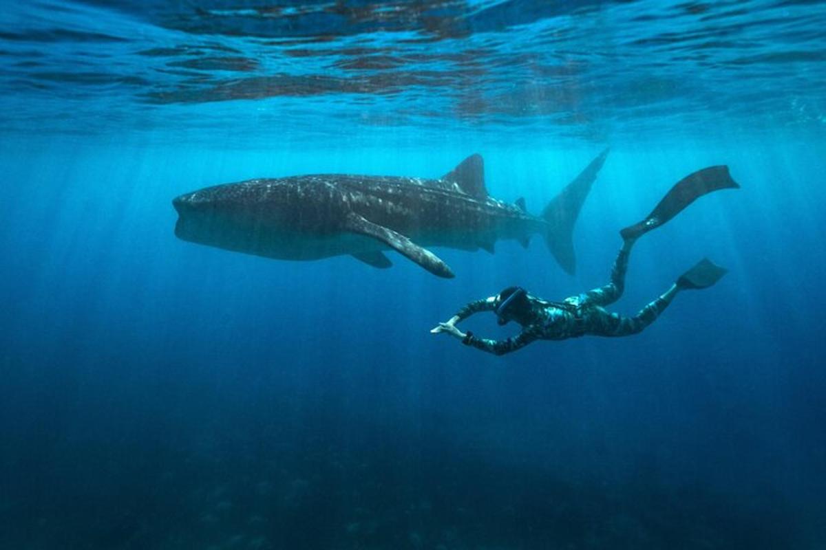 una persona che nuota nell'acqua con uno squalo balena
