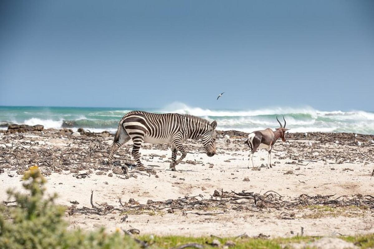 una zebra i una gasela dempeus a la platja