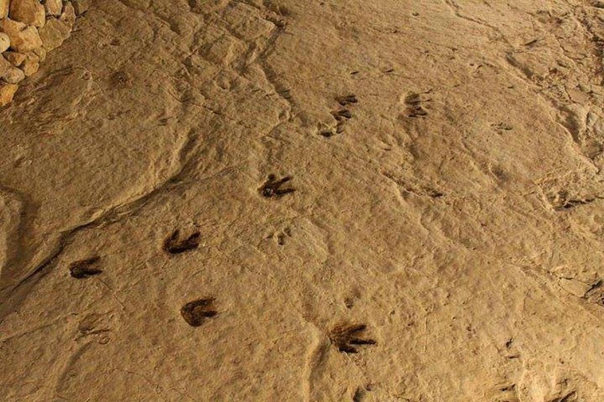 Un grupo de huellas en la arena de una playa