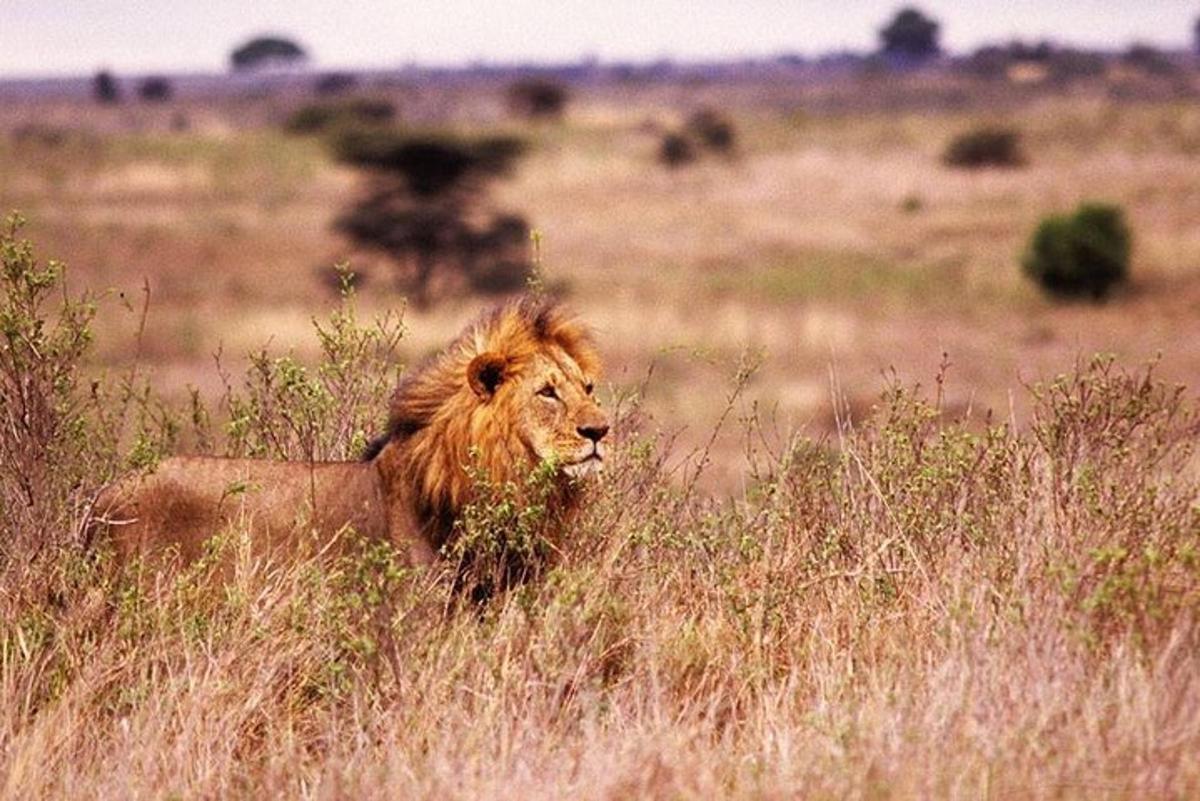 a lion in the tall grass in a field
