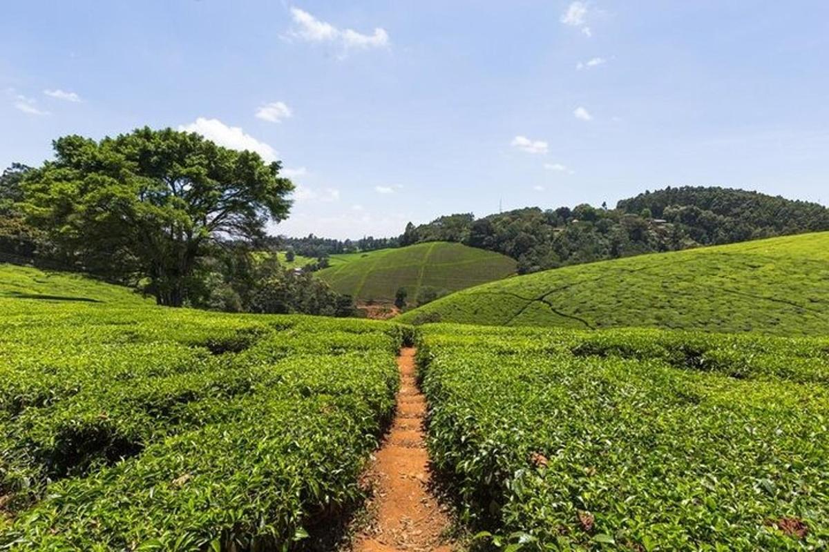 prašná cesta cez plantáž zeleného čaju