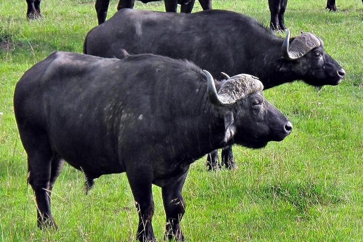 Dos vacas negras paradas en un campo de hierba