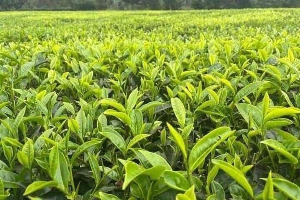 un câmp de plante verzi într-un câmp