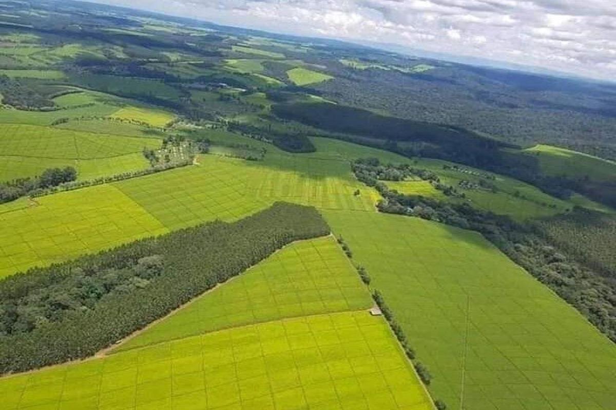 letecký pohľad na zelené polia a stromy