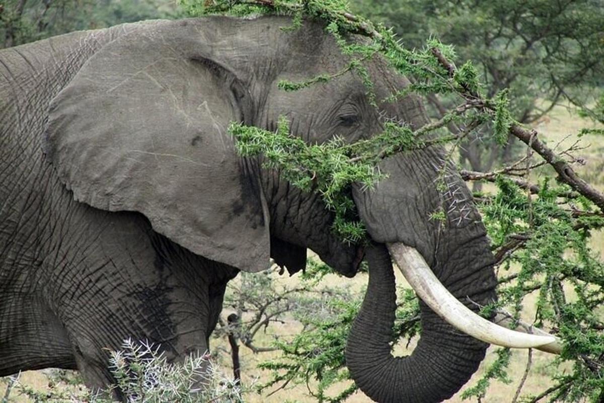 gajah sedang makan daun dari pokok