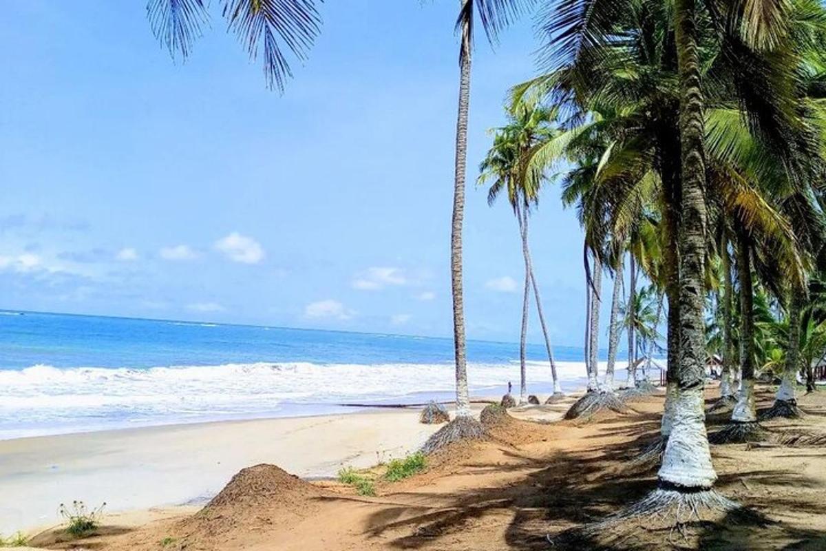 Un grupo de palmeras en una playa con el océano.