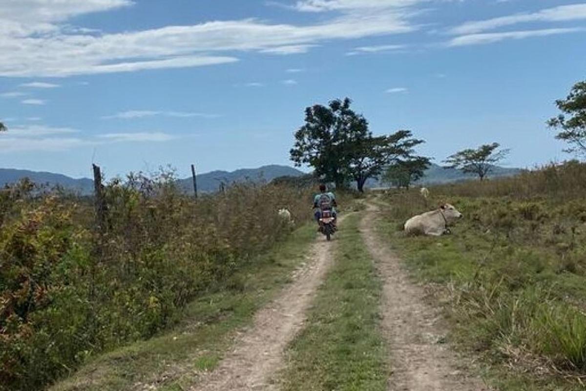 seseorang yang menunggang motosikal melalui jalan tanah dengan seekor lembu