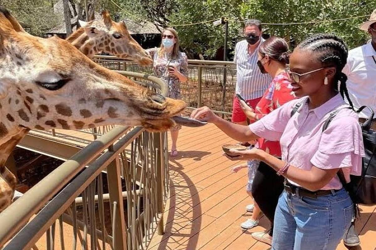 Žena krmí žirafu v zoo
