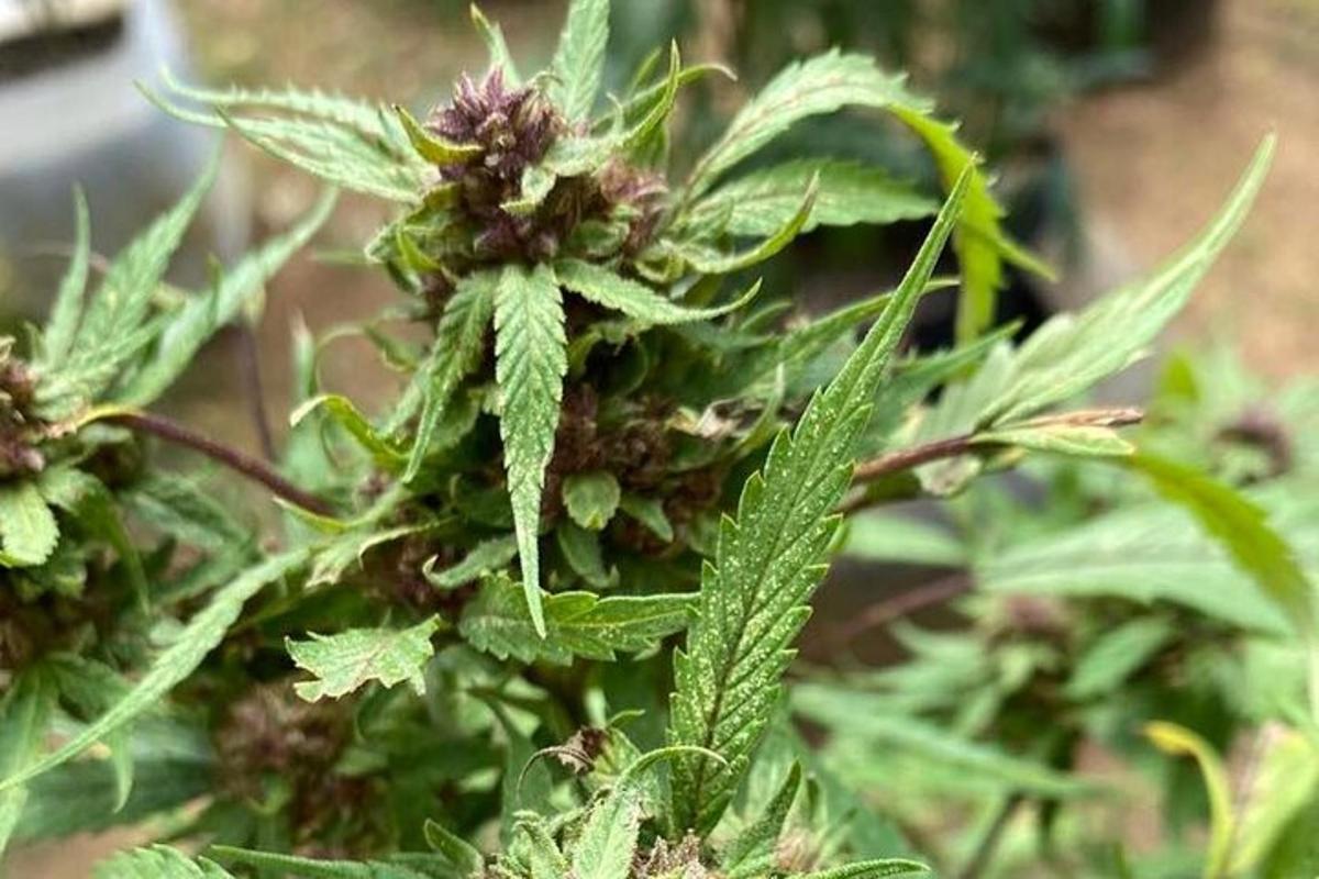 close up tumbuhan dengan daun hijau