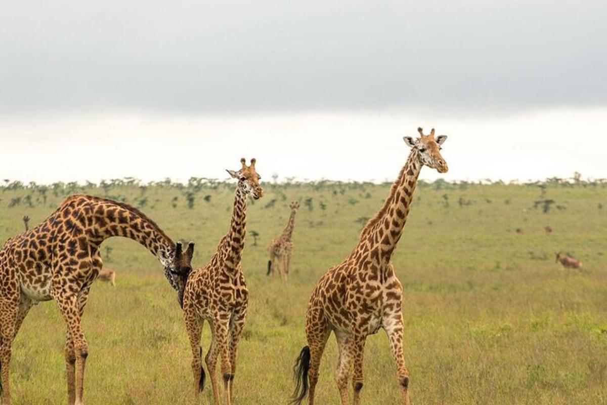 un gruppo di giraffe in piedi in un campo