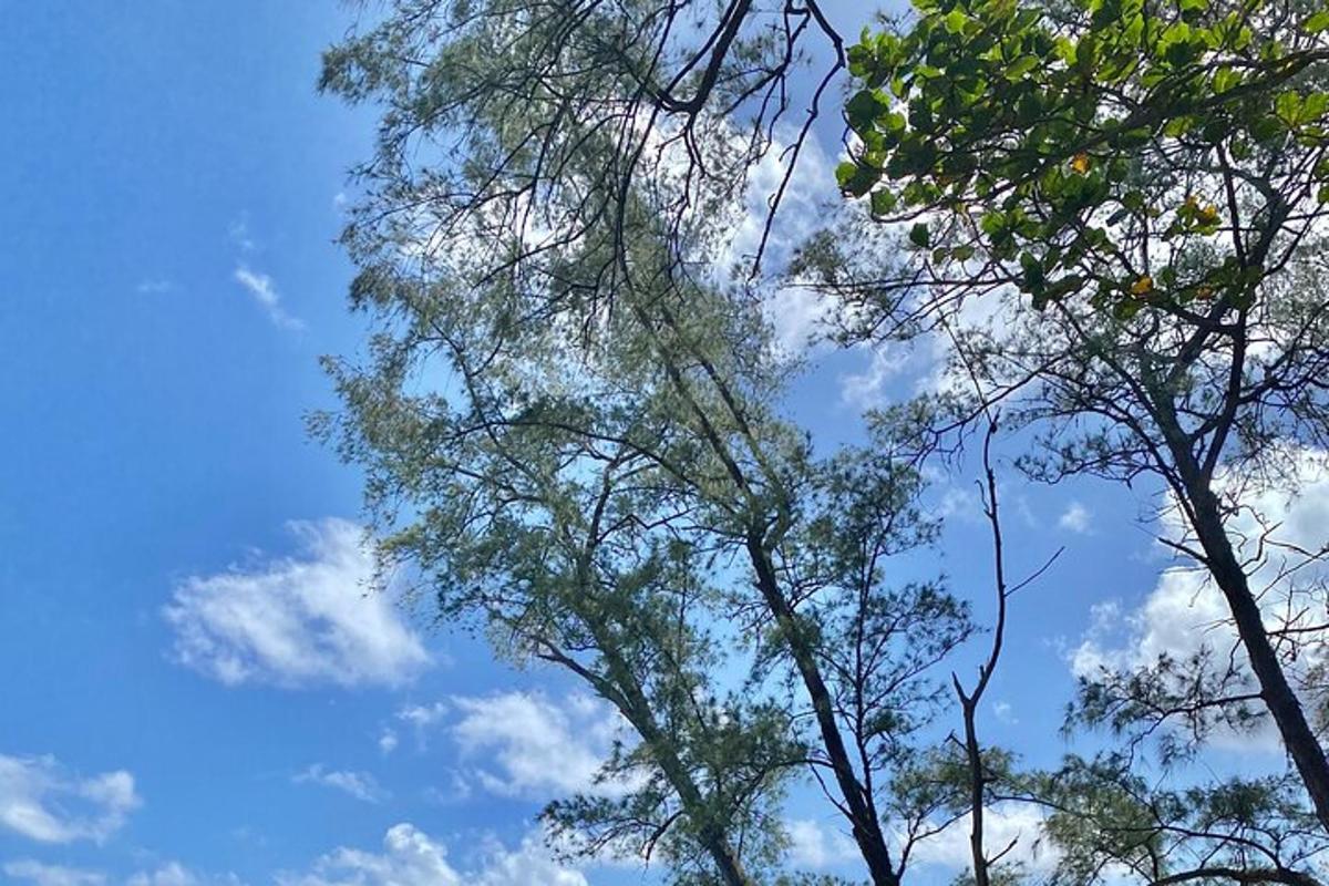 due alberi alti contro un cielo azzurro con nuvole