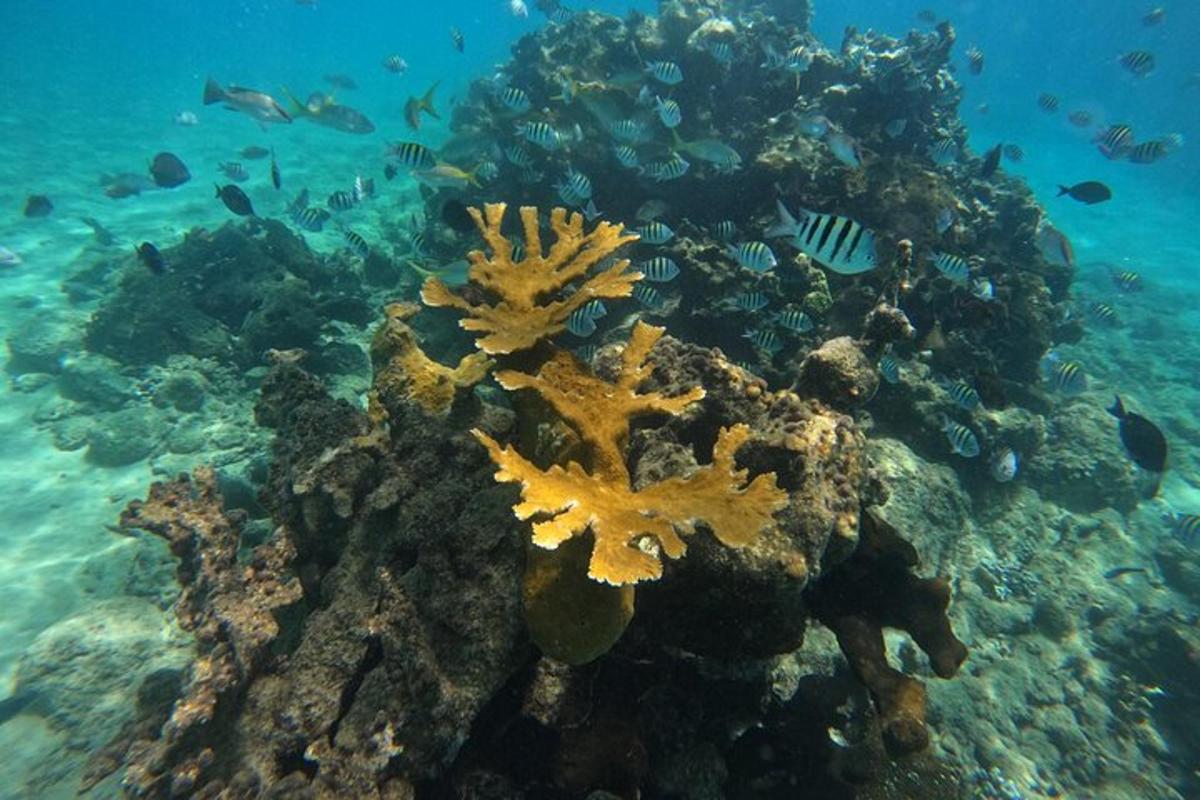 a coral reef withgeons and fish in the ocean