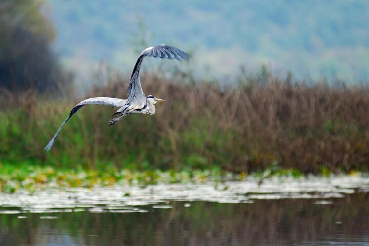 птица која лети изнад водене површине