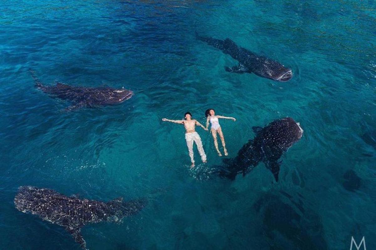 zwei Menschen stehen mit Delfinen im Wasser