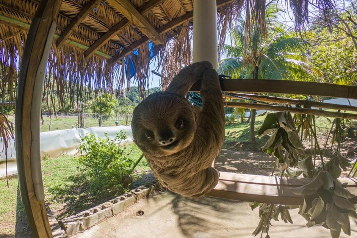 a sloth hanging off the side of a porch