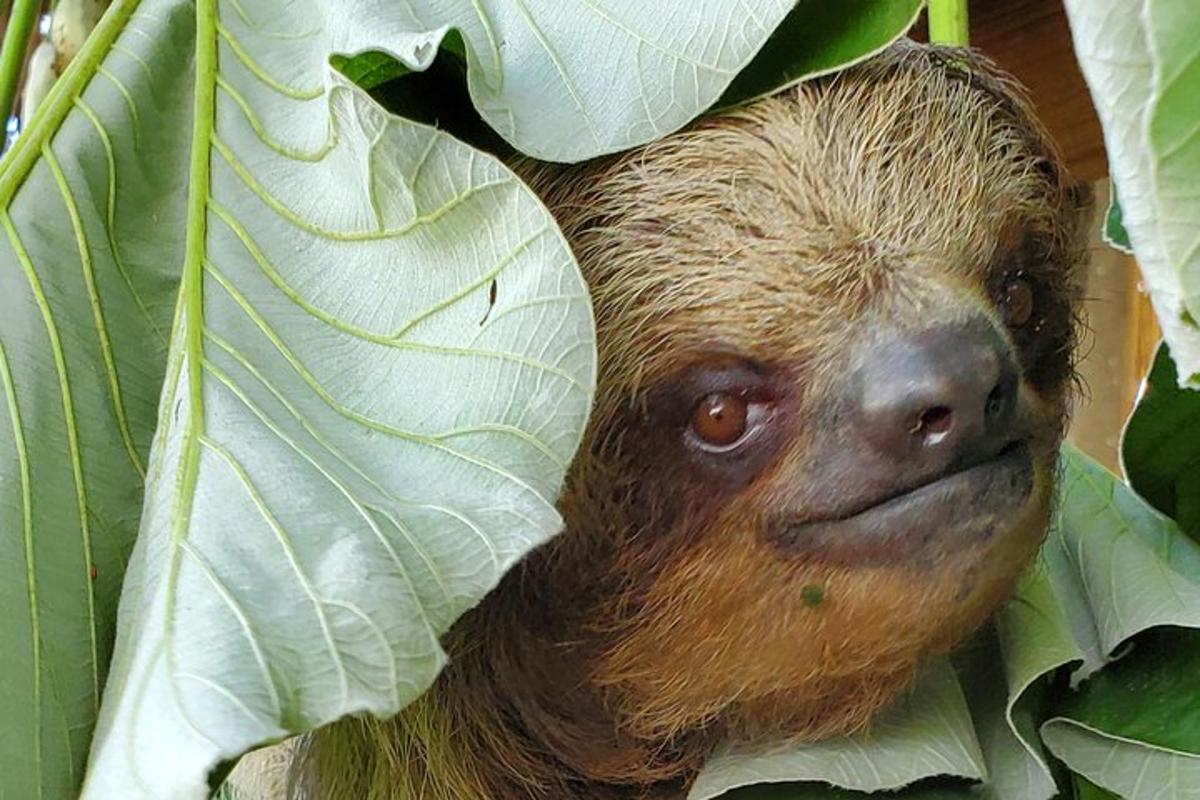 a sloth sticking its head out of a leaf