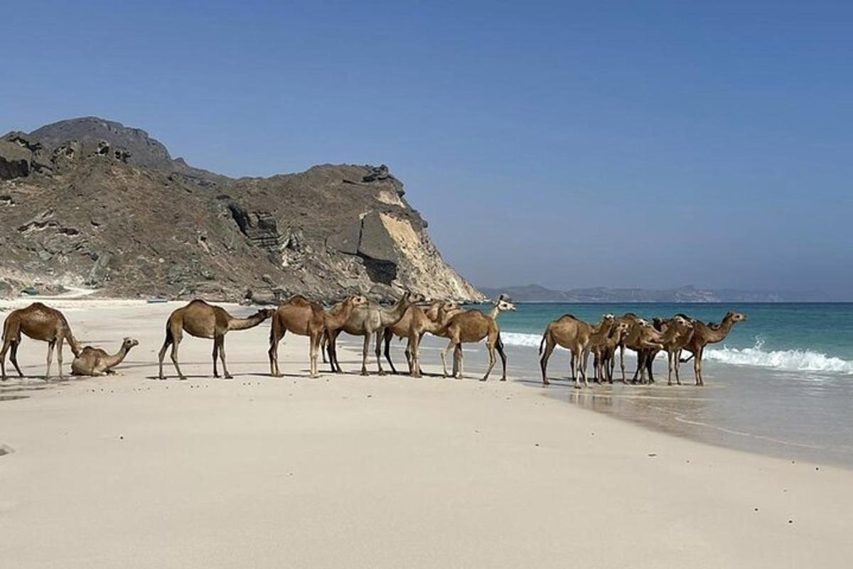 a herd of animals standing on a beach