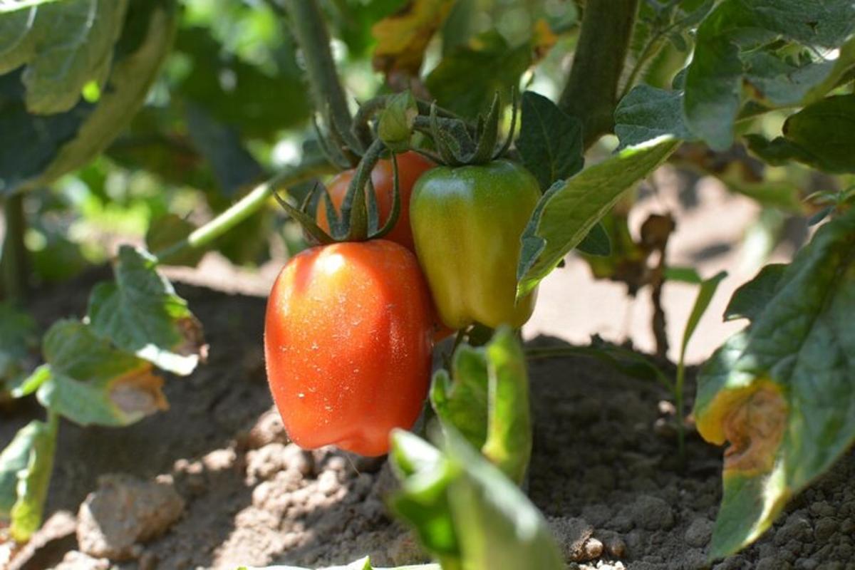 sekumpulan tomato yang tumbuh pada tumbuhan
