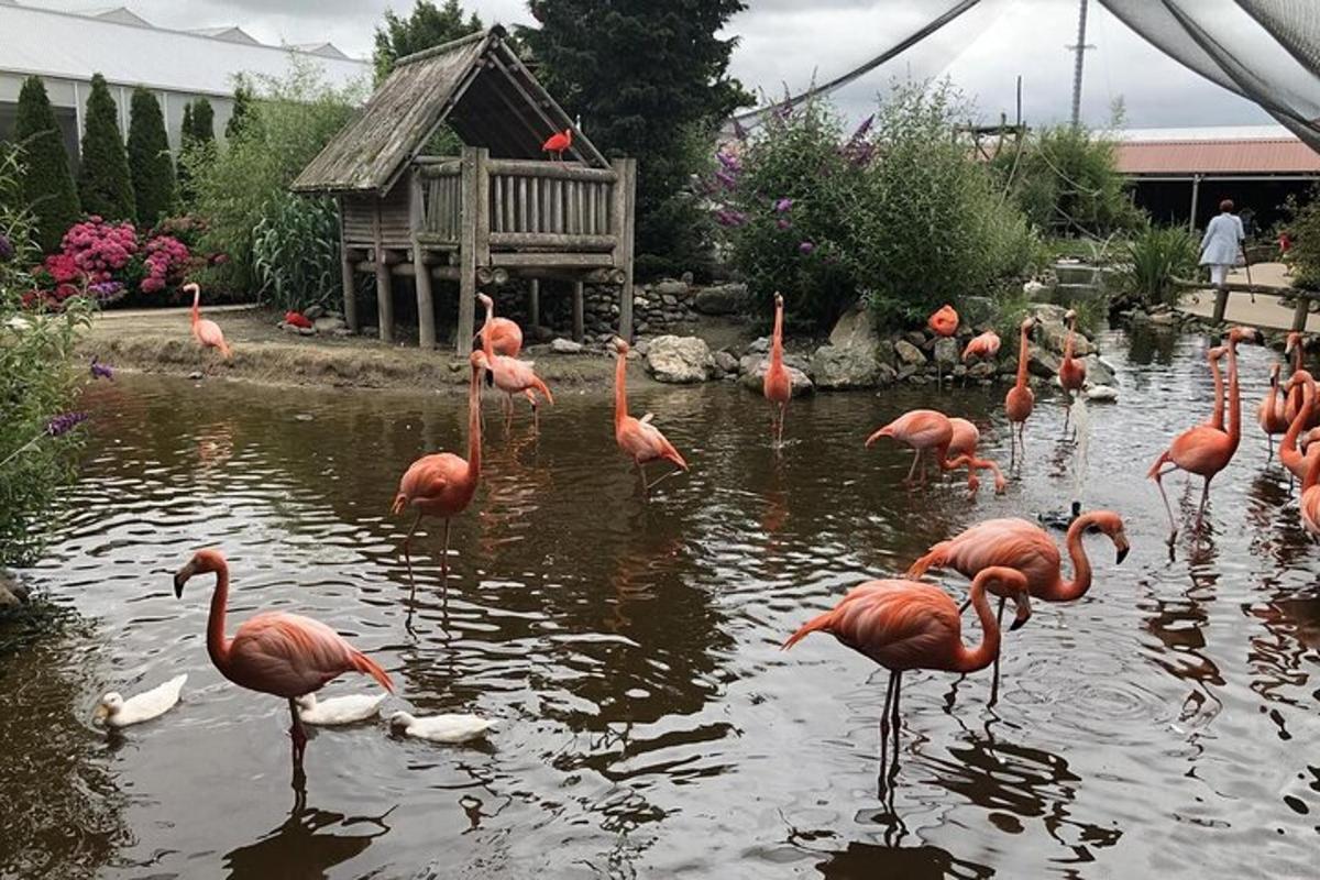 grupp flamingosid aias tiigis