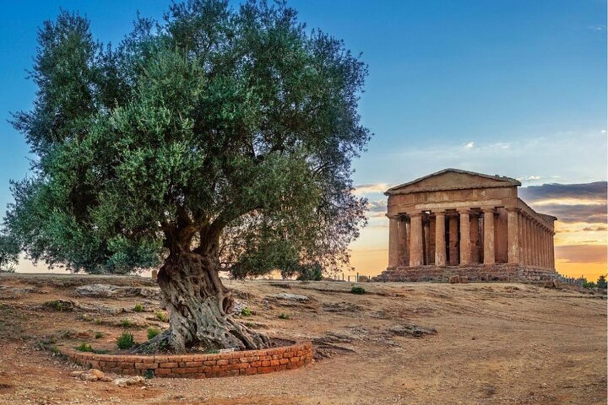 un albero di fronte a un edificio con un edificio