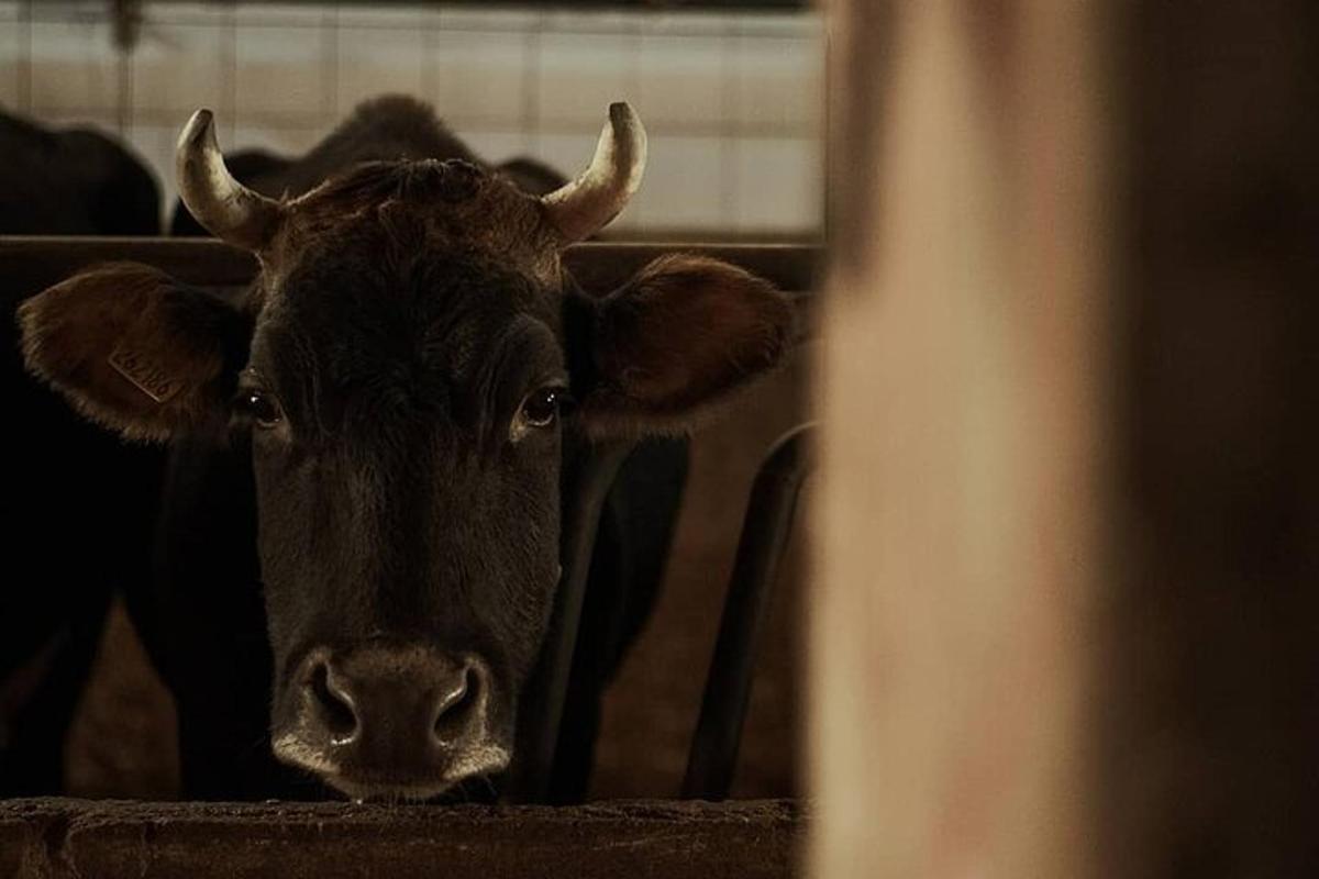 una vaca dreta en un estable mirant la càmera