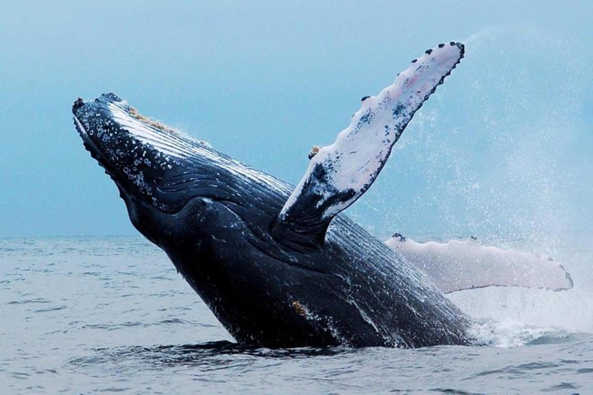 una balena a l'aigua amb el braç enlaire