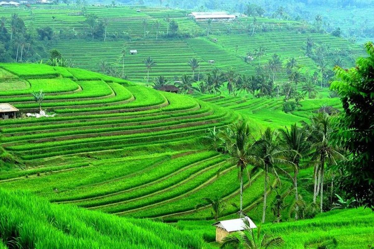 a green field with palm trees on a hill