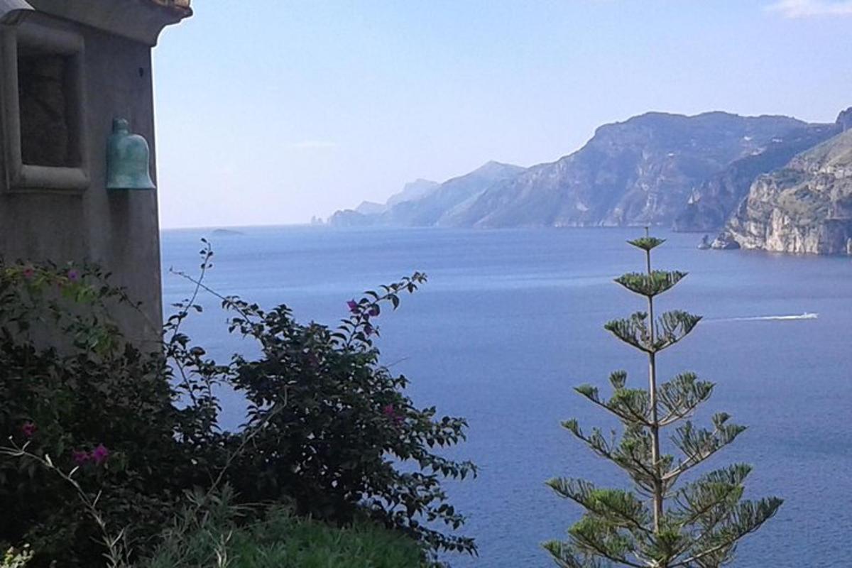 un arbre assegut al costat d'una massa d'aigua