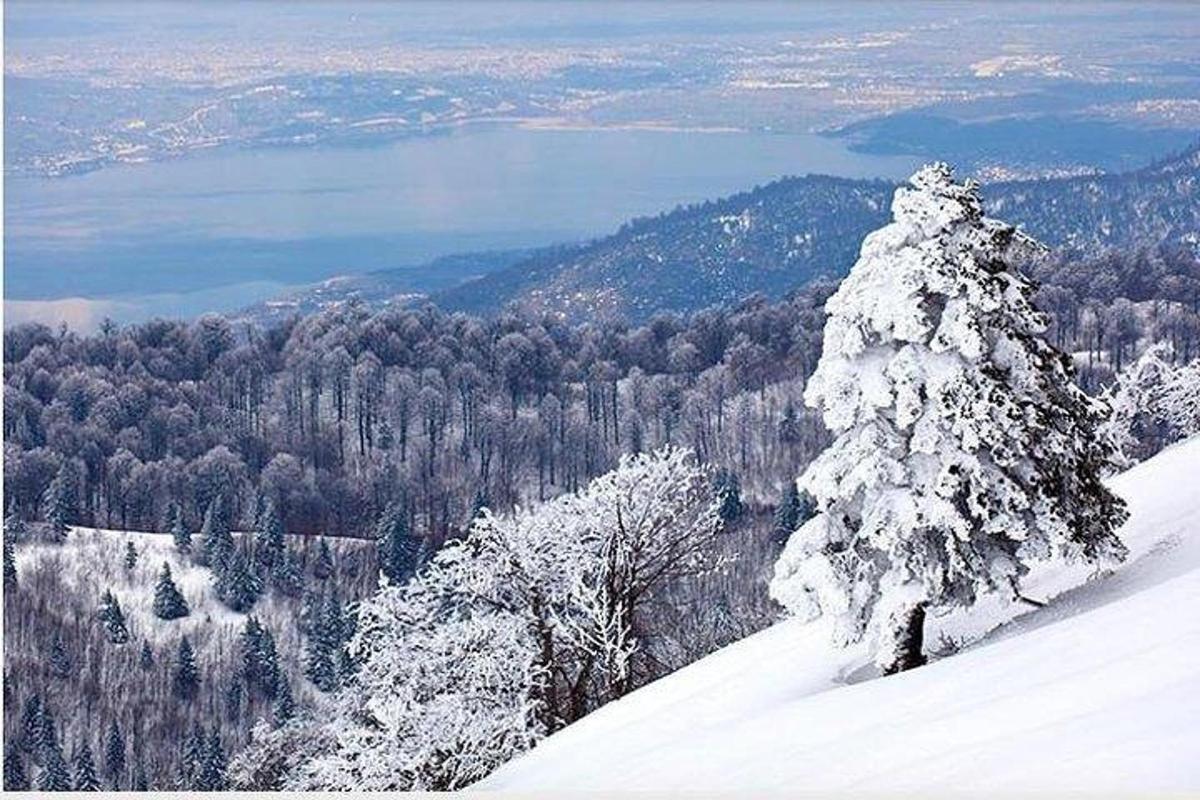 uma árvore coberta de neve no topo de uma montanha coberta de neve