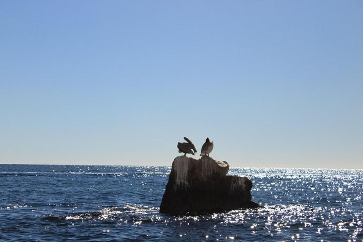 Dos pájaros posados en una roca en el océano