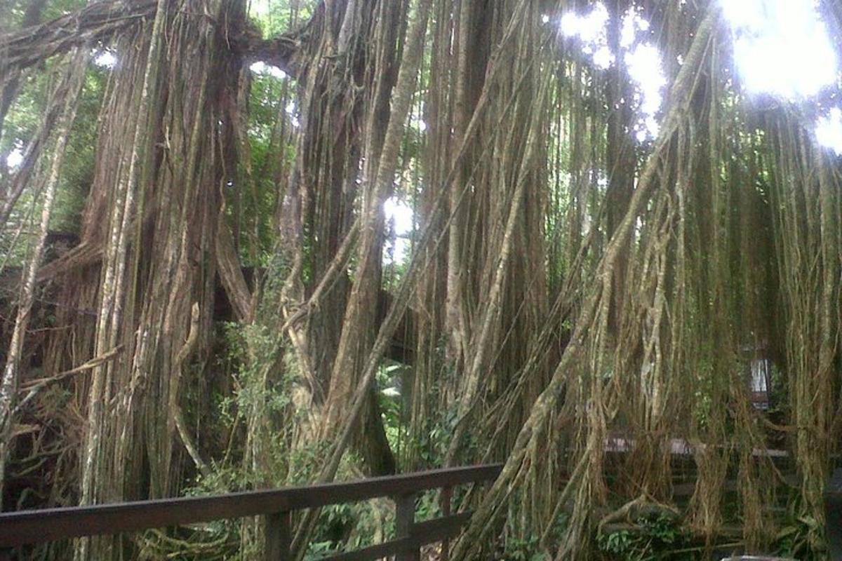 un grande albero coperto di viticci in una foresta