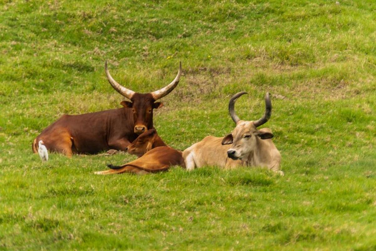 tiga sapi berbaring di rumput di ladang
