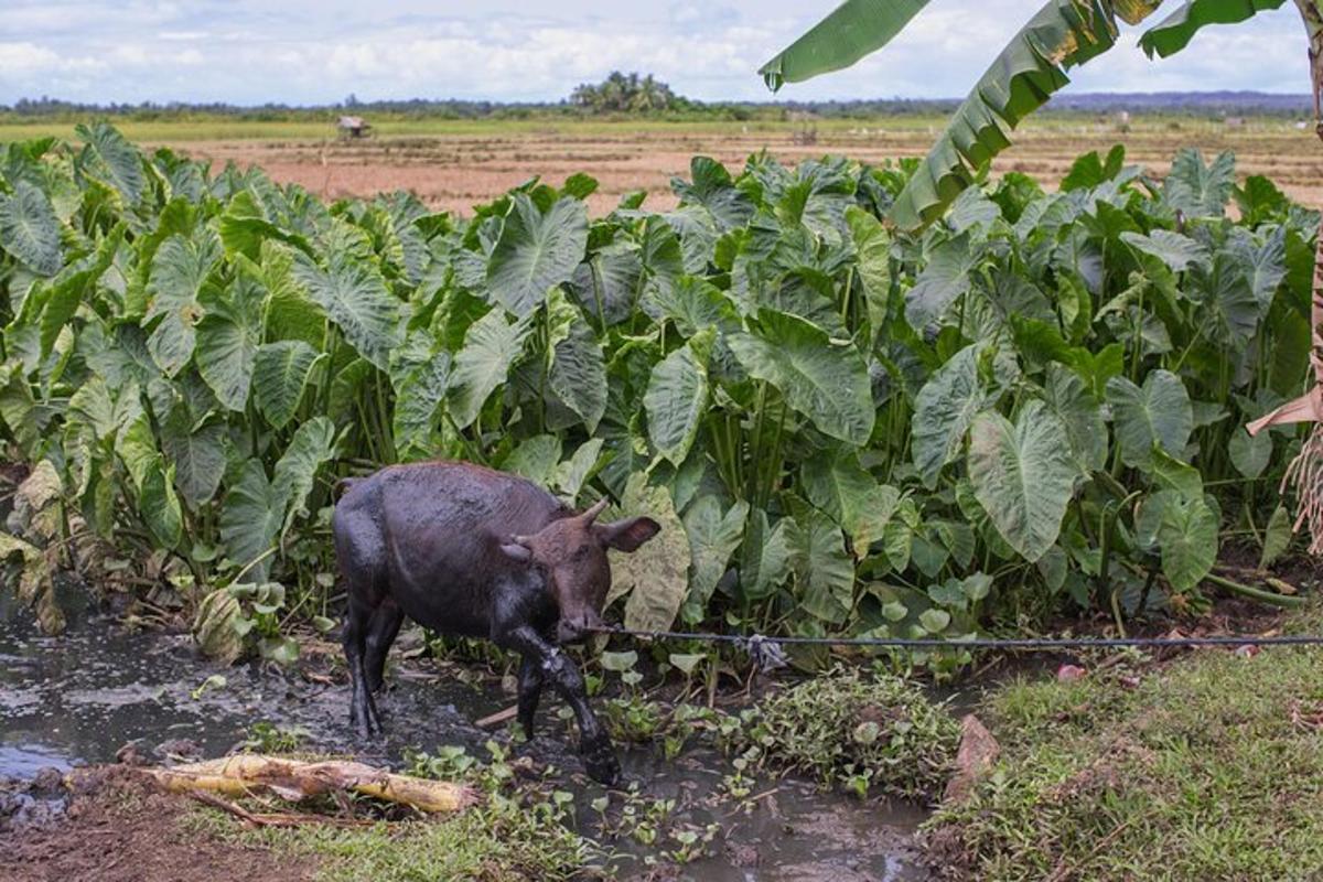 uma vaca caminhando por um campo de plantas