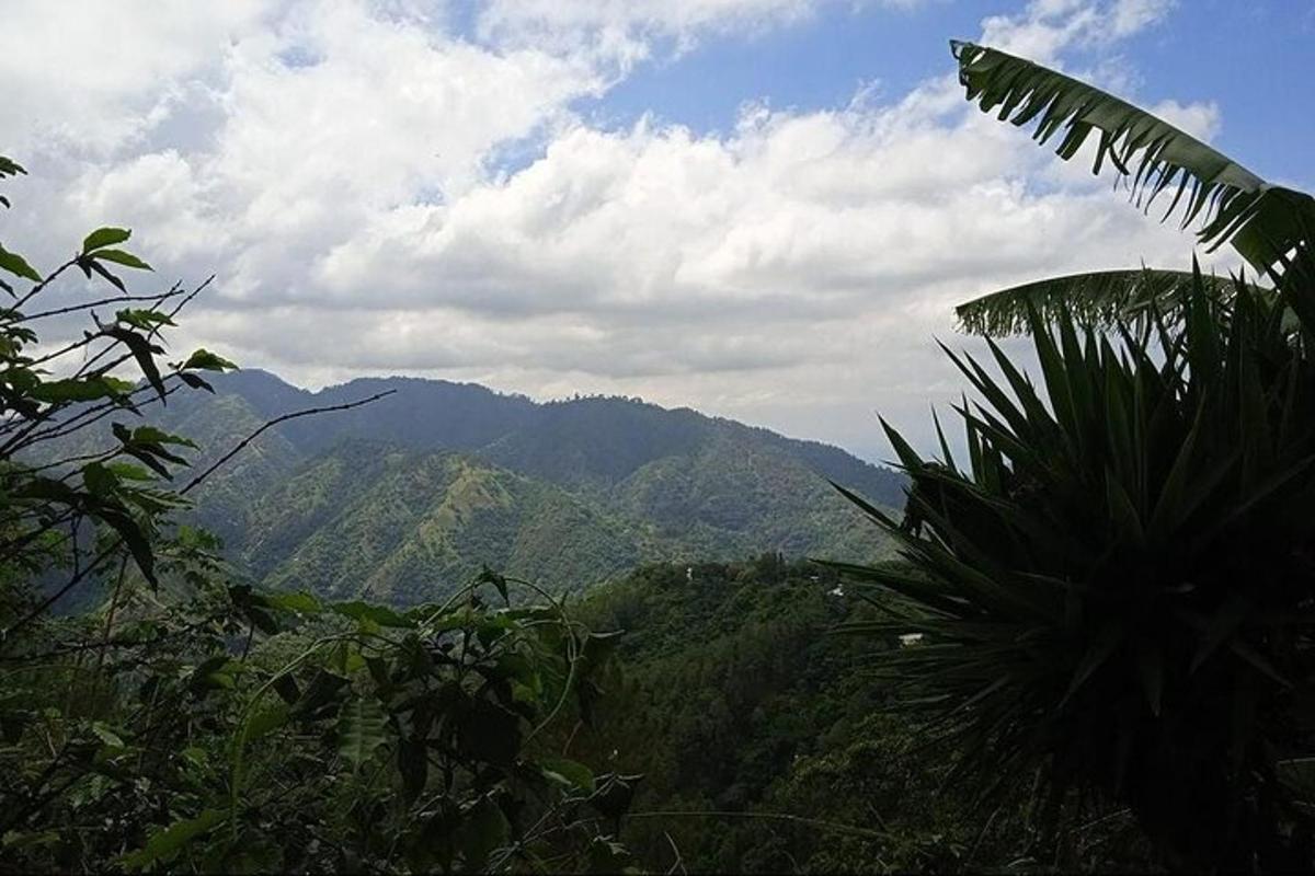 uma vista de uma cadeia de montanhas com uma palmeira