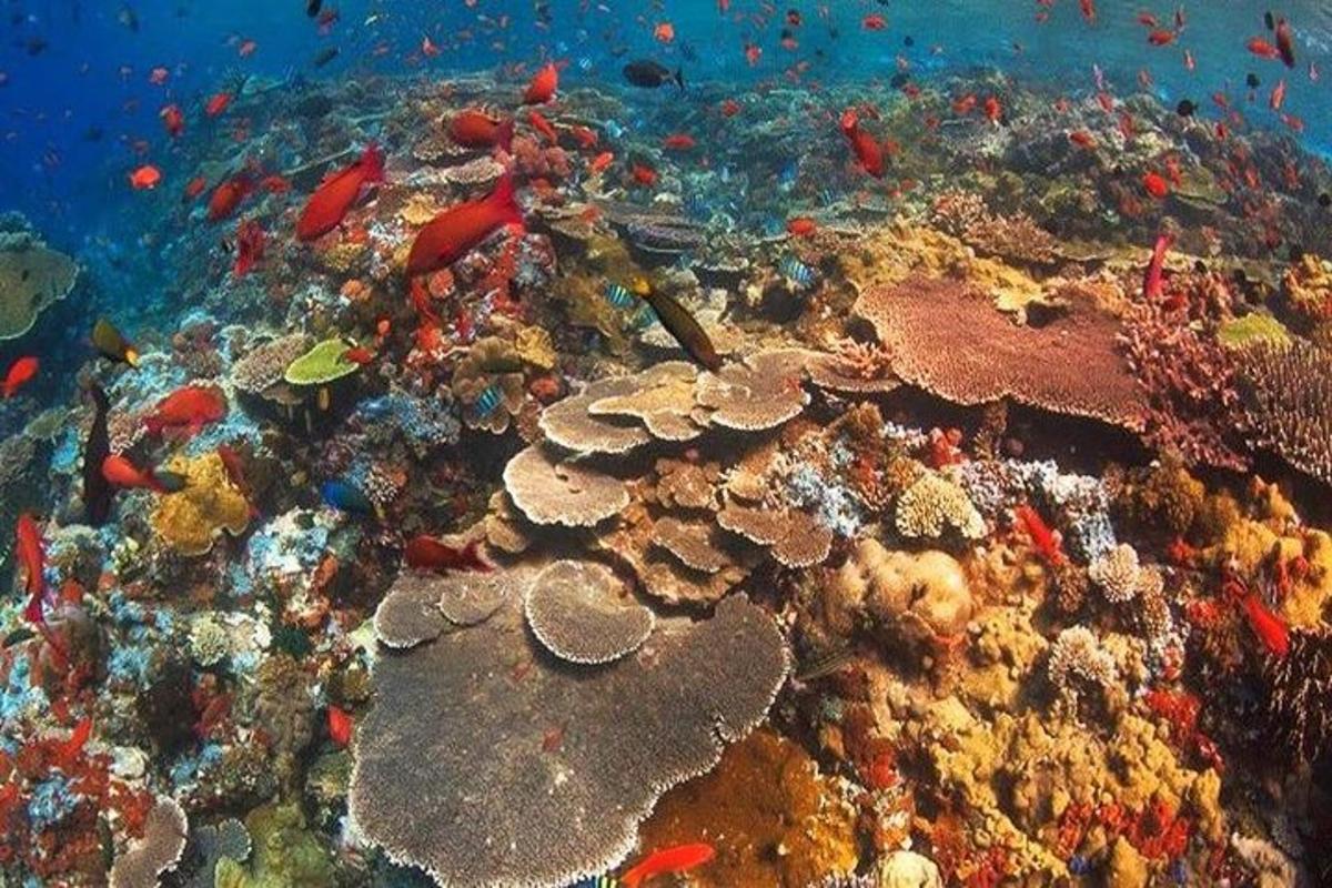 a coral reef with fish and other organisms on it
