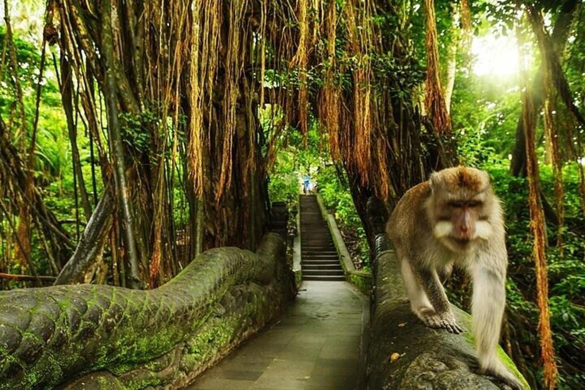 seekor monyet berjalan di atas kayu balak di dalam hutan