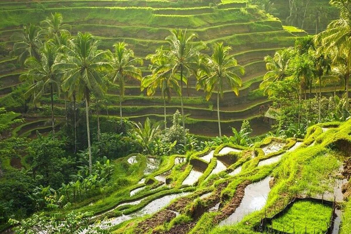 lereng bukit dengan pokok palma dan padang rumput