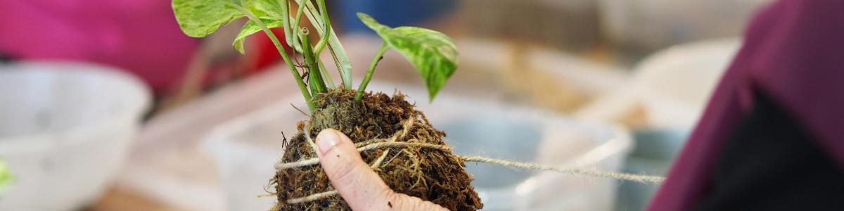 uma pessoa segurando uma planta em um varal