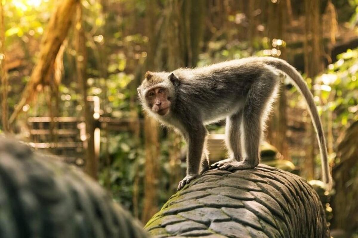 a monkey standing on top of a tire