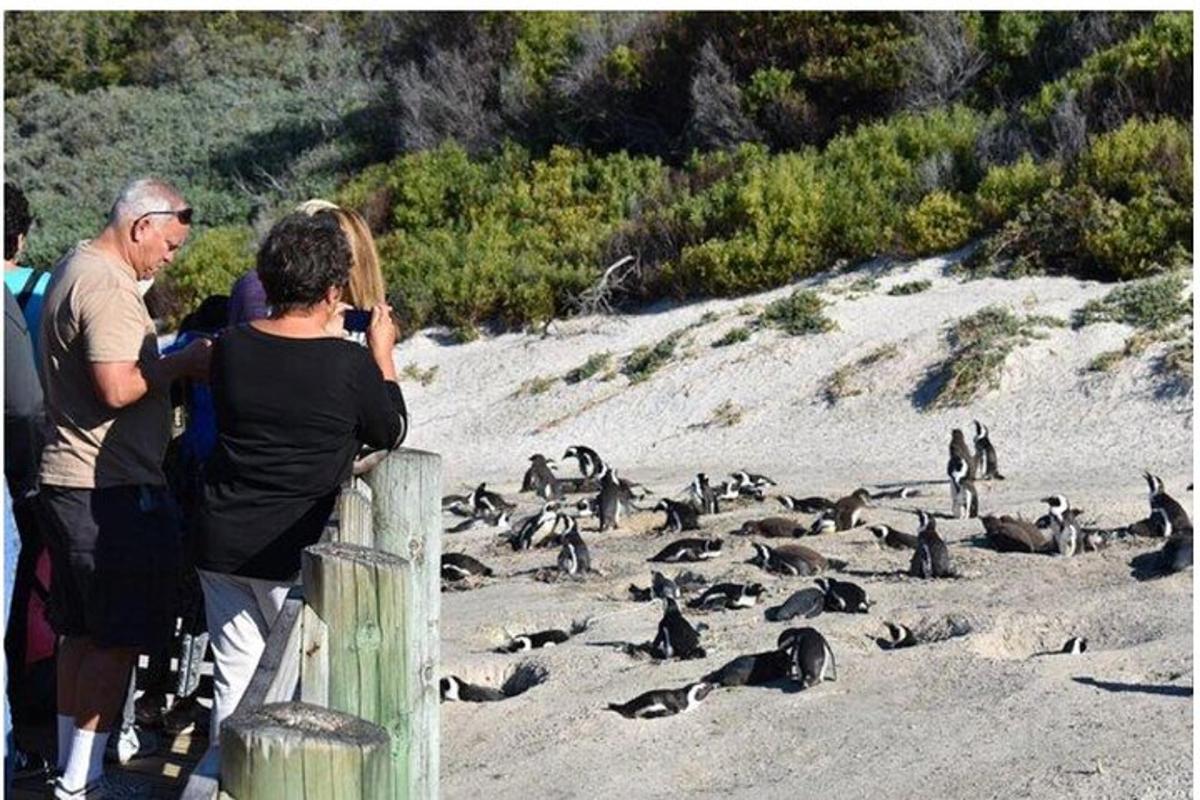 un uomo e una donna che scattano una foto ai pinguini