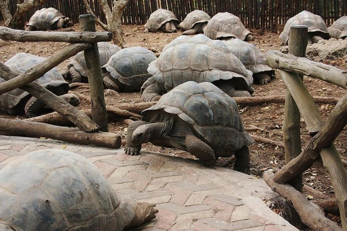 skupina velkých želv v zoo