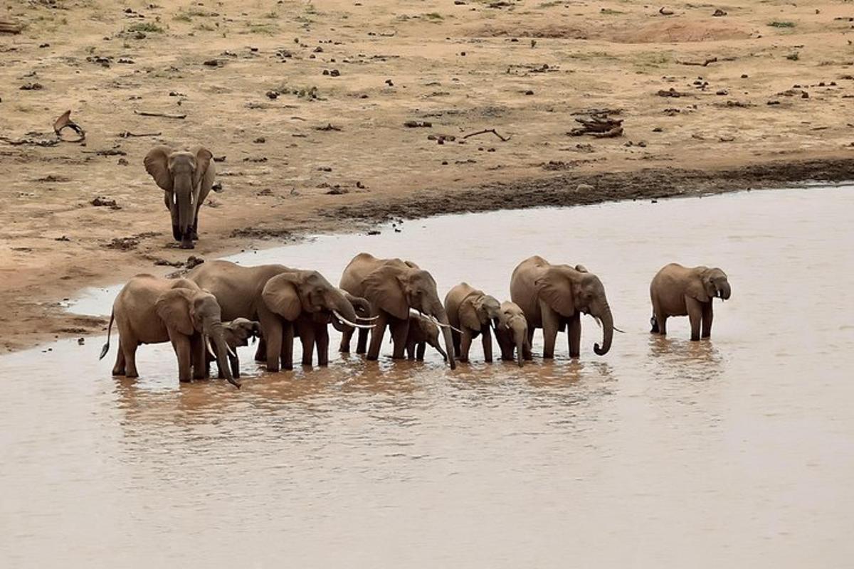 una mandria di elefanti in piedi nell'acqua