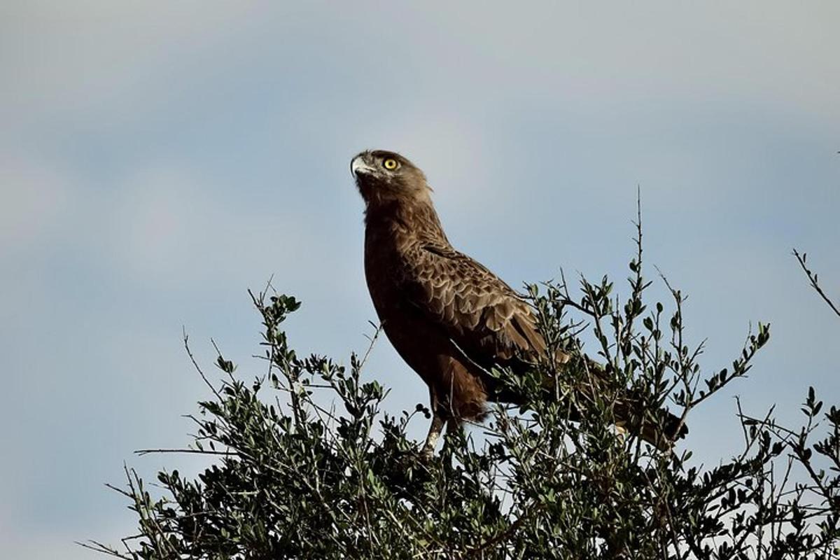 un uccello appollaiato in cima a un albero