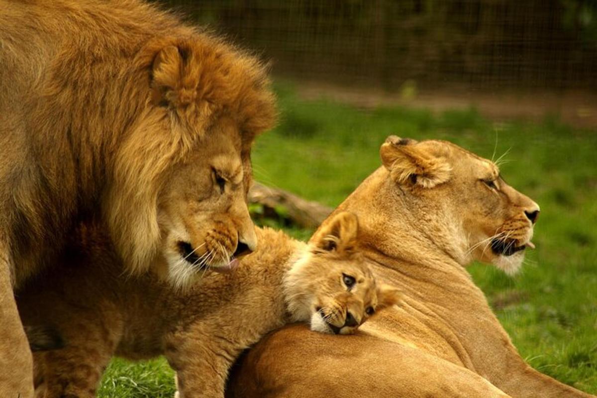 una coppia di leoni sdraiati sull'erba