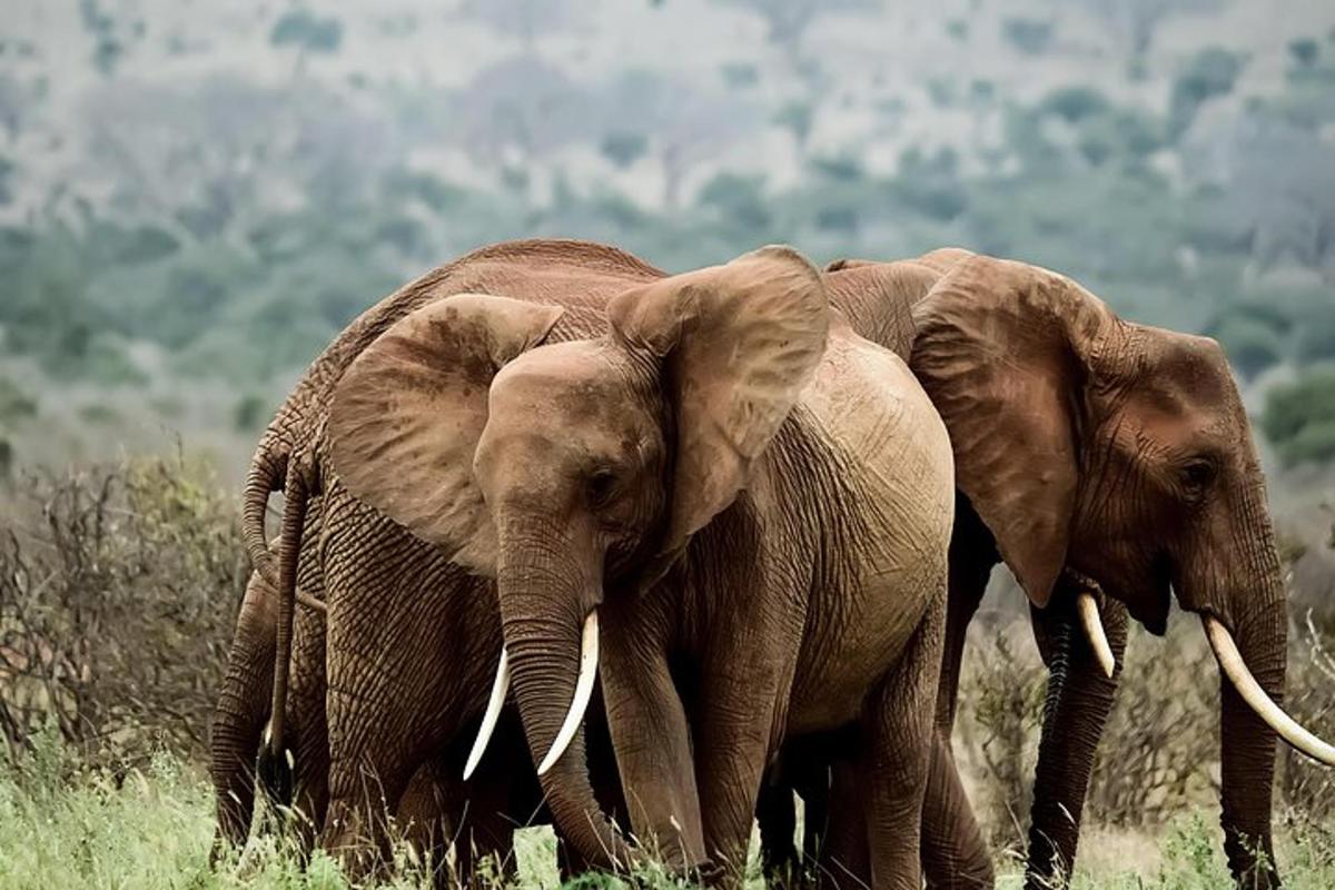dua ekor gajah berdiri bersebelahan di padang
