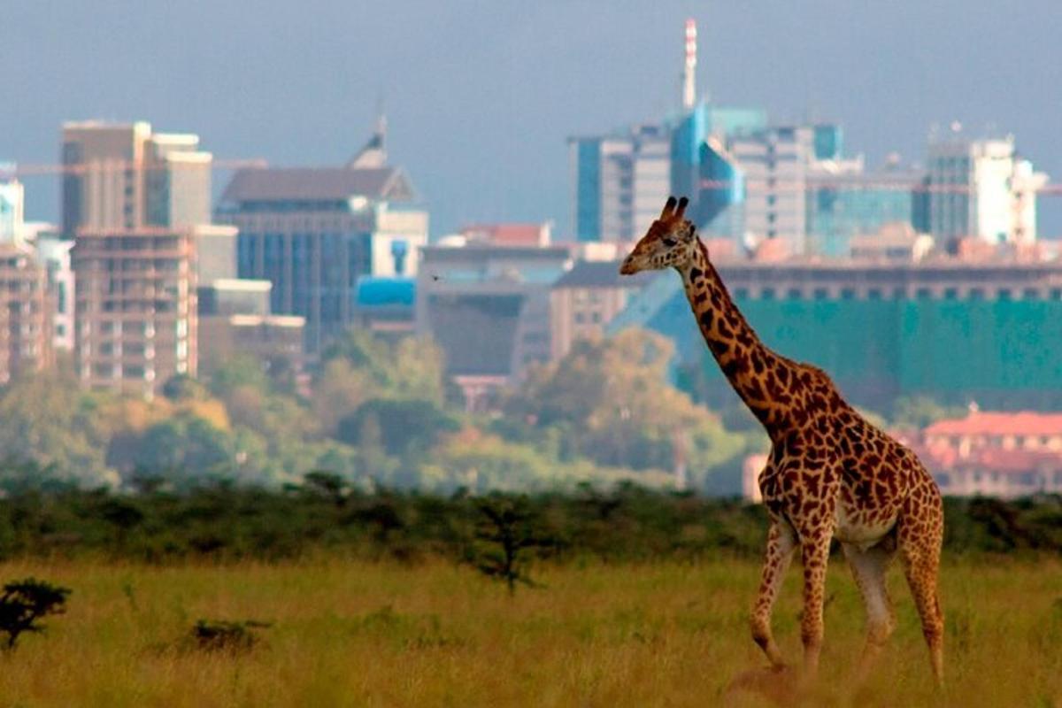 una giraffa in piedi in un campo di fronte a una città