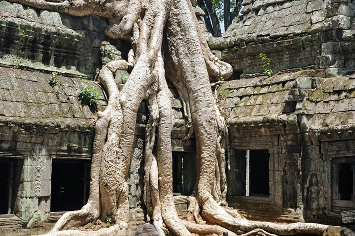 un arbre que creix al costat d'un edifici